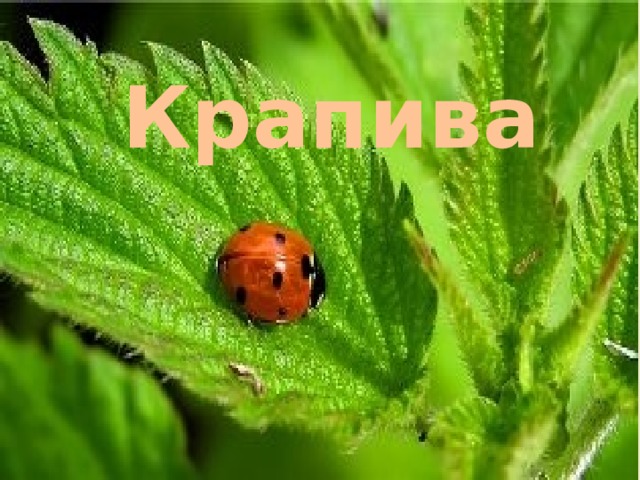 Крапива 