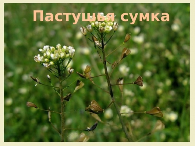 Пастушья сумка 