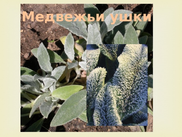 Медвежьи ушки 