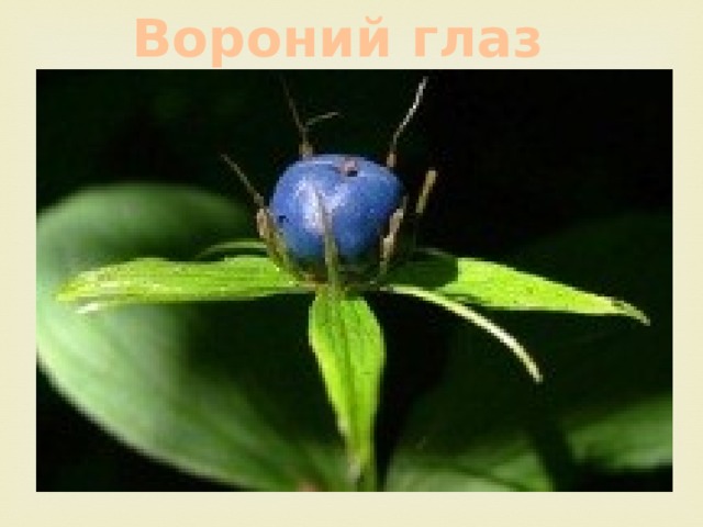 Вороний глаз 