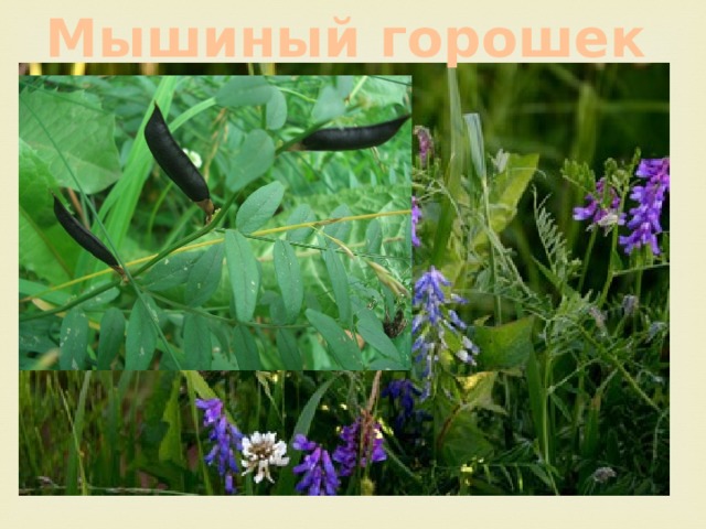 Мышиный горошек 