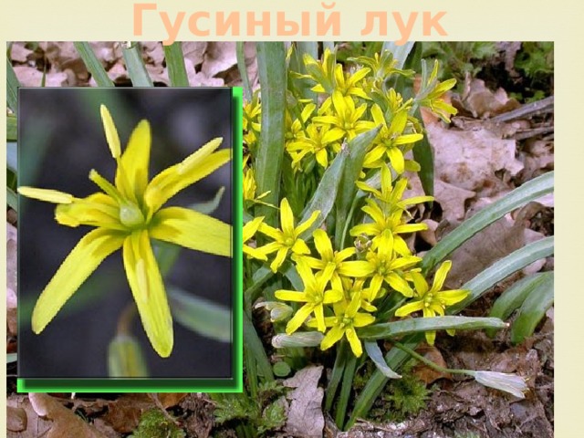 Гусиный лук 