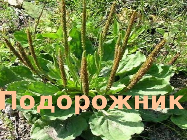 Подорожник 