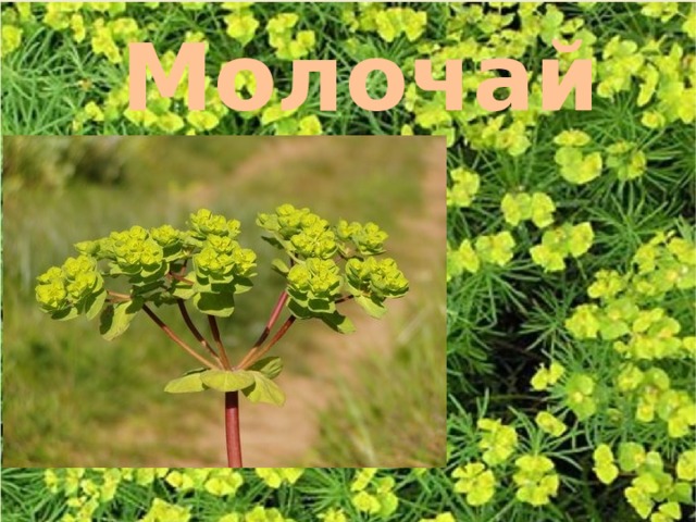 Молочай 