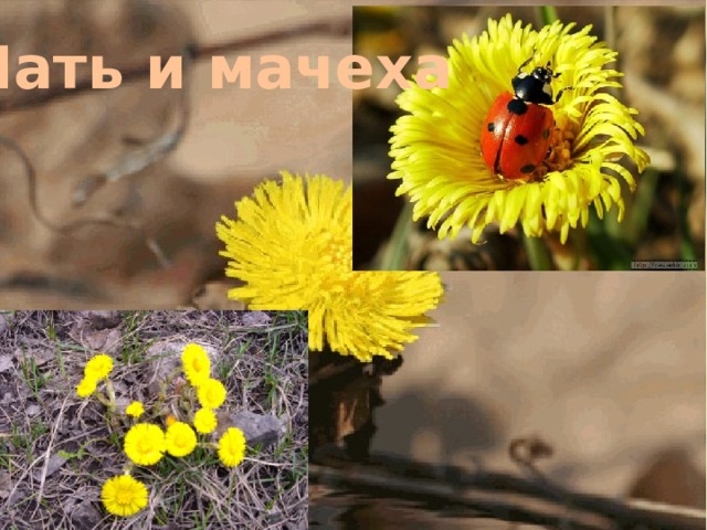 Мать и мачеха 