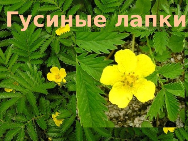 Гусиные лапки 