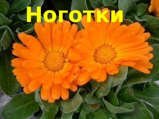 Ноготки 