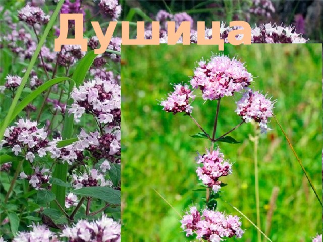 Душица 