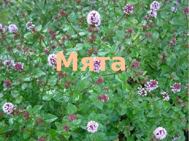 Мята 