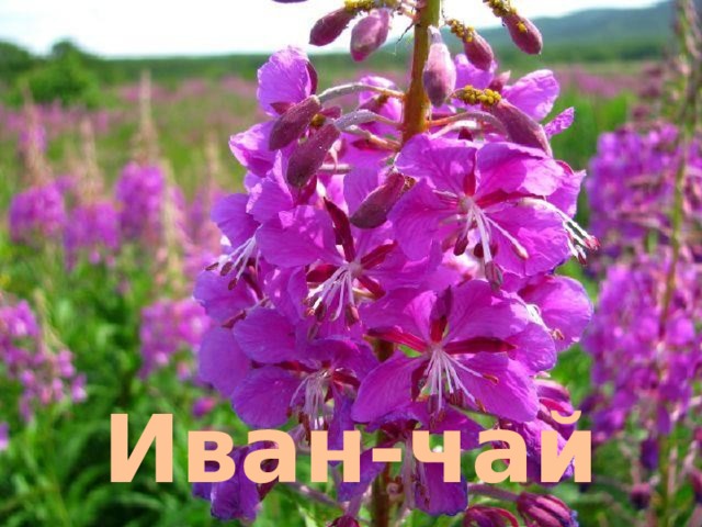 Иван-чай 