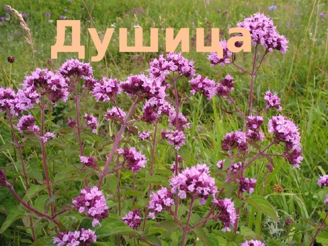 Душица 