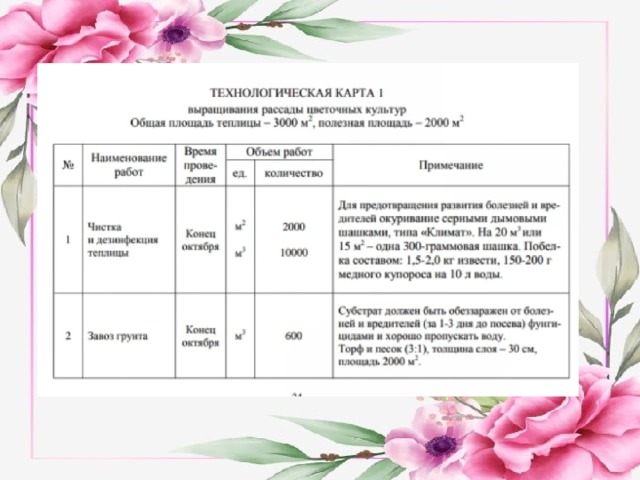 Технологическая карта выращивания хризантемы