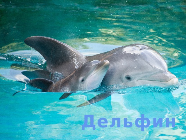 Дельфин 