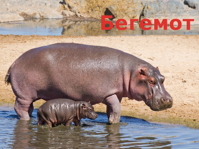 Бегемот 