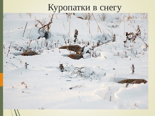 Куропатки в снегу 