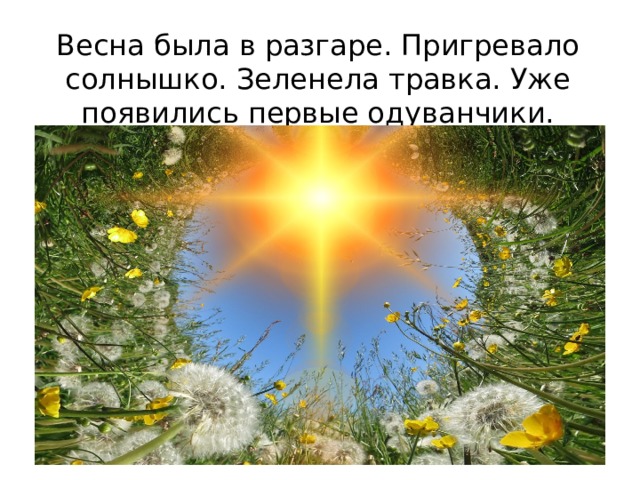 Весна была в разгаре. Пригревало солнышко. Зеленела травка. Уже появились первые одуванчики. 