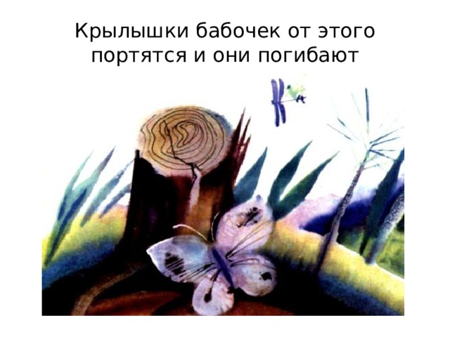 Крылышки бабочек от этого портятся и они погибают 