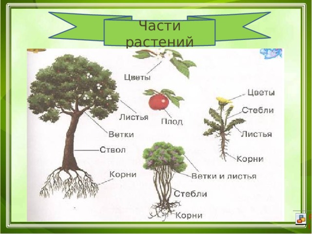 Группы растений схема. Группы растений 2 класс. Части у групп растений. Группы растений в начальной школе. Группы растений 1 класс.