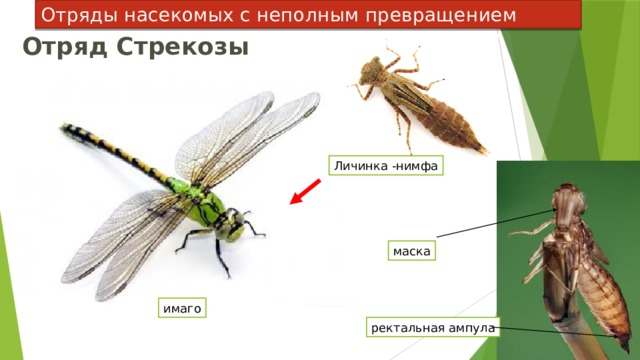 Отряды насекомых с неполным превращением Отряд Стрекозы Личинка -нимфа маска имаго ректальная ампула 