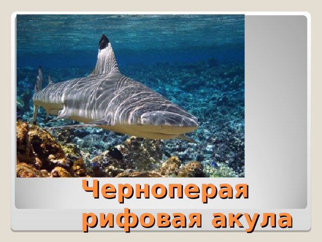 Черноперая рифовая акула 