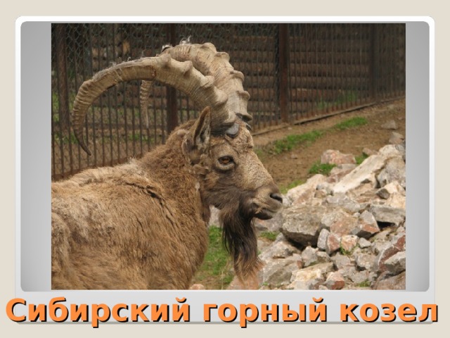 Сибирский горный козел 