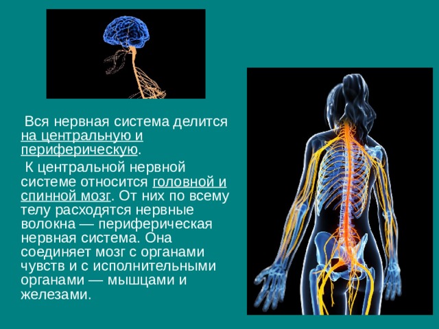 Вся нервная система делится на центральную и периферическую .  К центральной нервной системе относится головной и спинной мозг . От них по всему телу расходятся нервные волокна — периферическая нервная система. Она соединяет мозг с органами чувств и с исполнительными органами — мышцами и железами. 