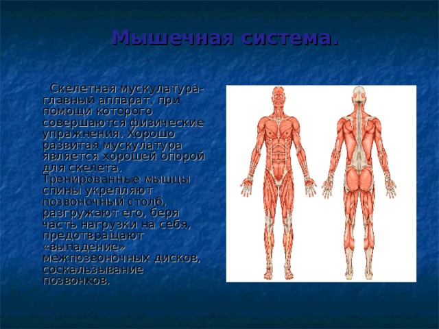 Наиболее развитой мышечной стенкой обладает