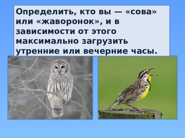 Определить, кто вы — «сова» или «жаворонок», и в зависимости от этого максимально загрузить утренние или вечерние часы. 