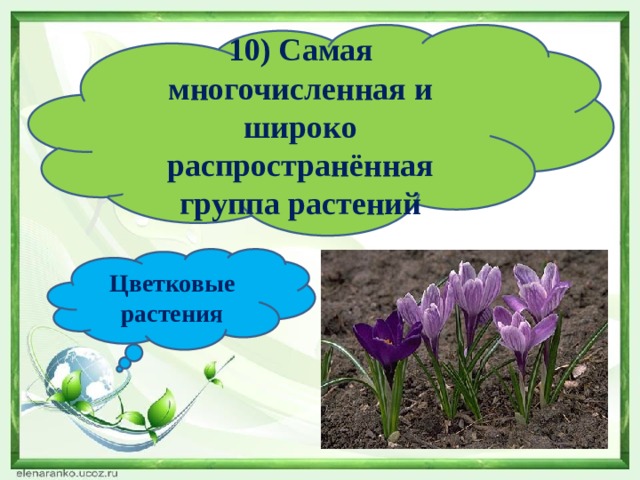 10) Самая многочисленная и широко распространённая группа растений Цветковые растения 