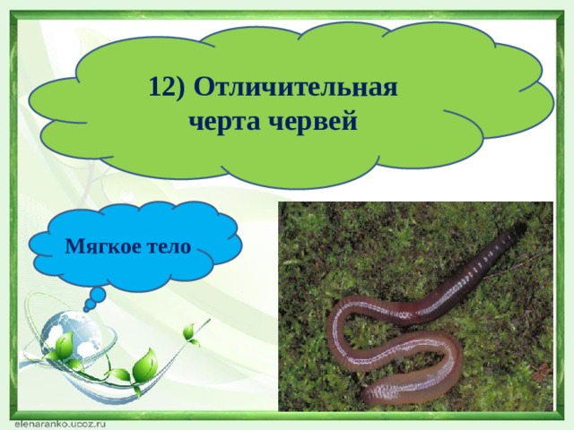 12) Отличительная черта червей Мягкое тело 