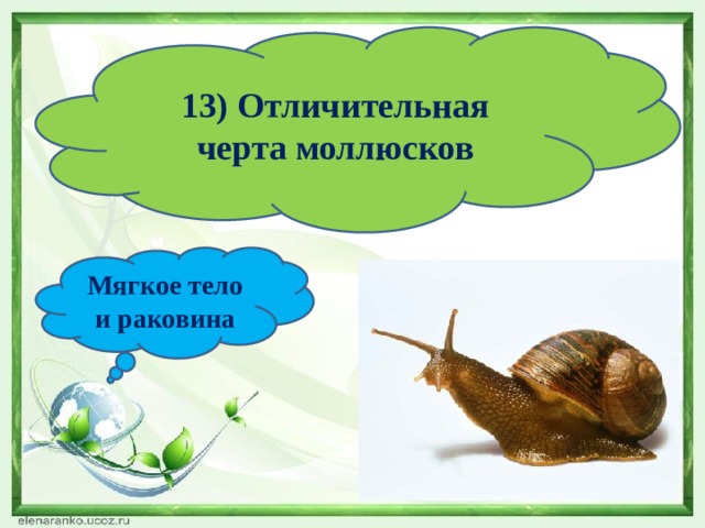 13) Отличительная черта моллюсков Мягкое тело и раковина 
