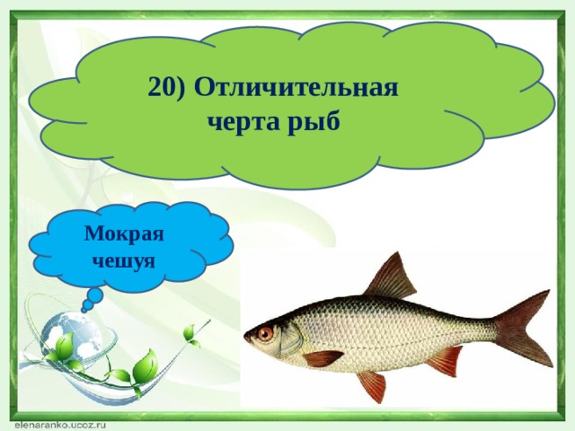 20) Отличительная черта рыб Мокрая чешуя 