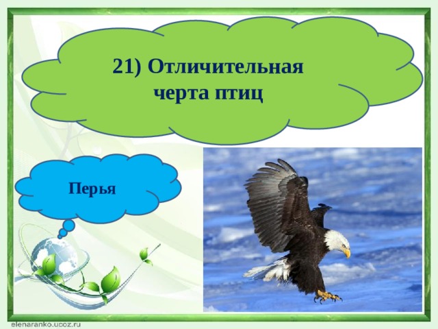 21) Отличительная черта птиц Перья 