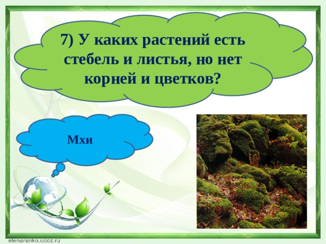 7) У каких растений есть стебель и листья, но нет корней и цветков? Мхи 