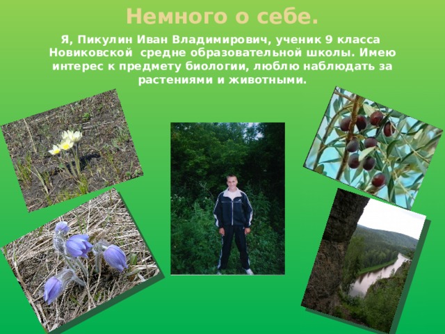 Немного о себе. Я, Пикулин Иван Владимирович, ученик 9 класса Новиковской средне образовательной школы. Имею интерес к предмету биологии, люблю наблюдать за растениями и животными. 