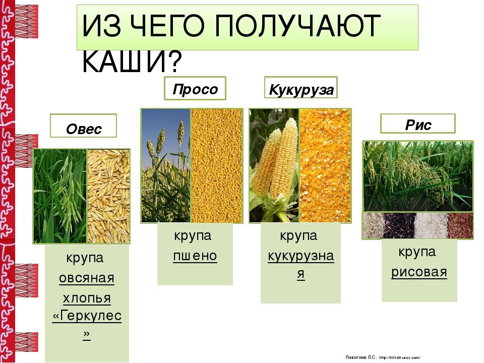 Из какого растения рисовая каша