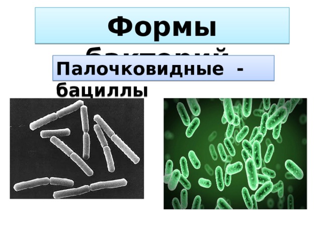 Формы бактерий Палочковидные - бациллы 
