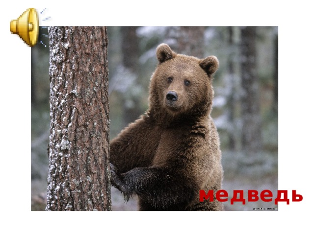 медведь 