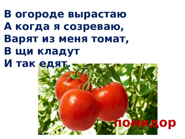 В огороде вырастаю  А когда я созреваю,  Варят из меня томат,  В щи кладут  И так едят. помидор 