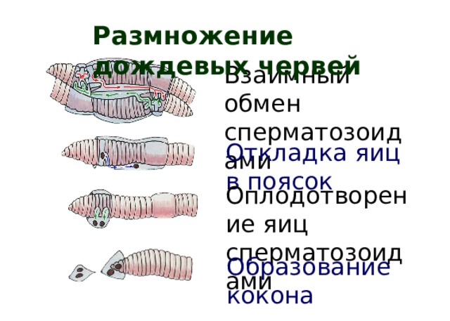 Как размножаются черви