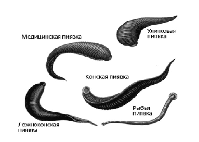 Пиявки 7 класс презентация