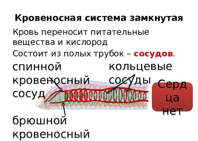 Какой кровеносный сосуд обозначен на рисунке цифрой 1