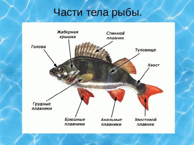 Части тела рыбы. 