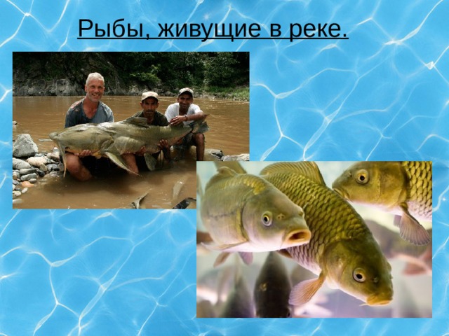 Рыбы, живущие в реке. 