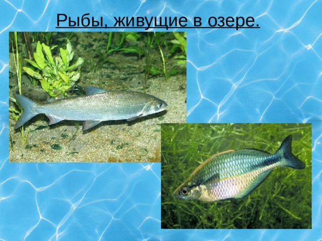 Рыбы, живущие в озере. 