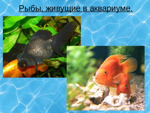 Рыбы, живущие в аквариуме. 