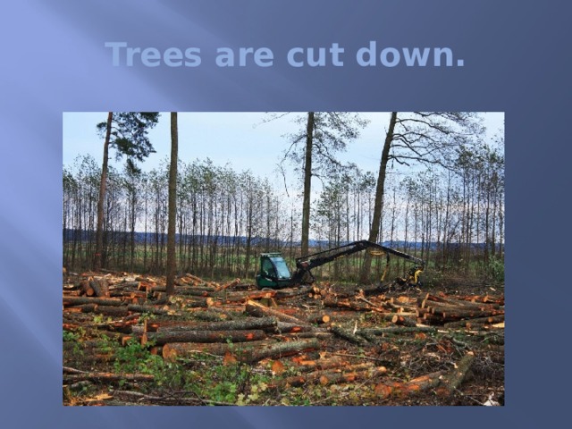 Trees are cut down. 