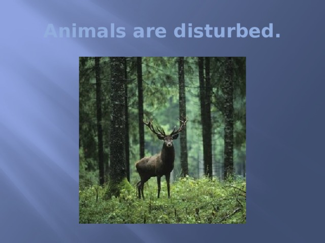 Animals are disturbed. 