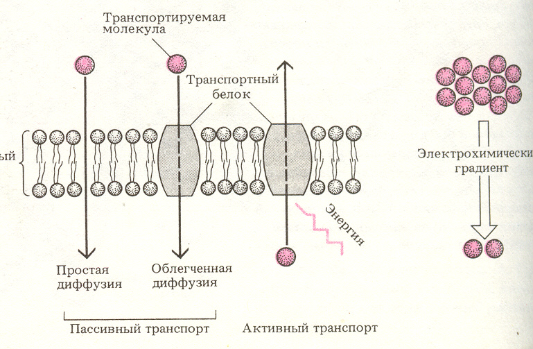 Транспортирует белки к плазматической мембране. Диффузия осмос активный транспорт. Транспортная функция плазматической мембраны. Углеводы мембраны строение и функции. Потенциал давления клетки при плазмолизе.