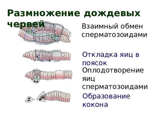 Размножение дождевых червей Взаимный обмен сперматозоидами Откладка яиц в поясок Оплодотворение яиц сперматозоидами Образование кокона 